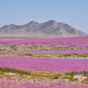 DESIERTO FLORIDO FULL DAY